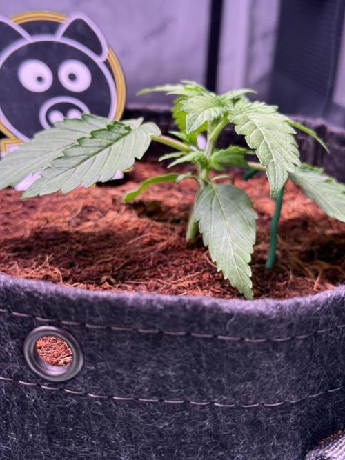 Sour HubbaBubba Haze-Mephisto Bonus. Week 3 - Day 15