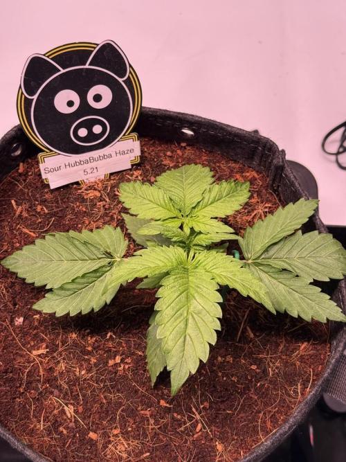 Sour HubbaBubba Haze-Mephisto Bonus. Week 3 - Day 16