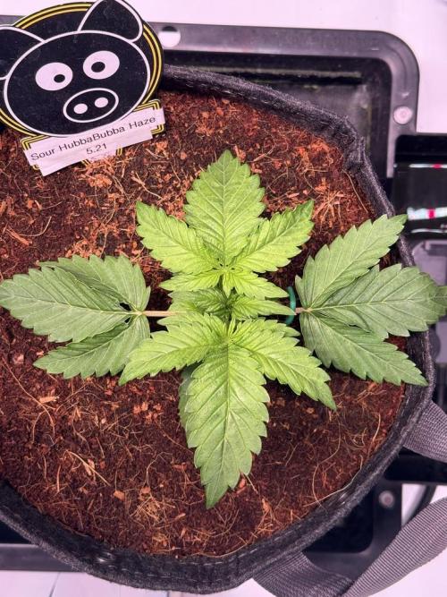 Sour HubbaBubba Haze-Mephisto Bonus. Week 3 - Day 16
