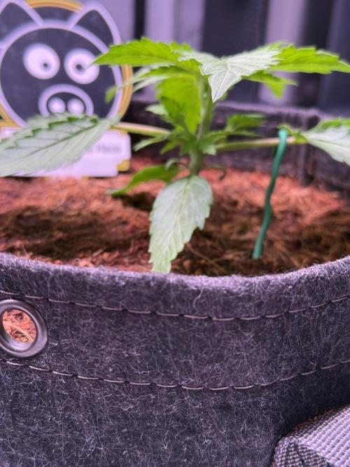 Sour HubbaBubba Haze-Mephisto Bonus. Week 3 - Day 16