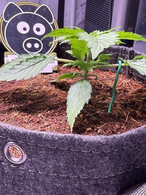 Sour HubbaBubba Haze-Mephisto Bonus. Week 3 - Day 16
