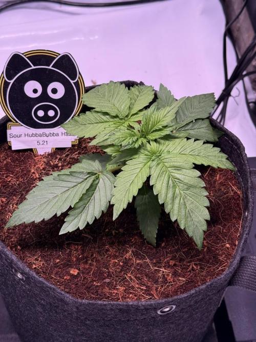 Sour HubbaBubba Haze-Mephisto Bonus. Week 3 - Day 17