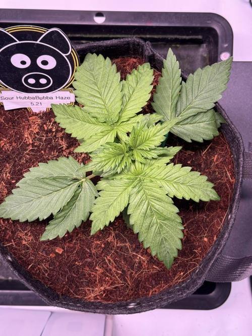 Sour HubbaBubba Haze-Mephisto Bonus. Week 3 - Day 17