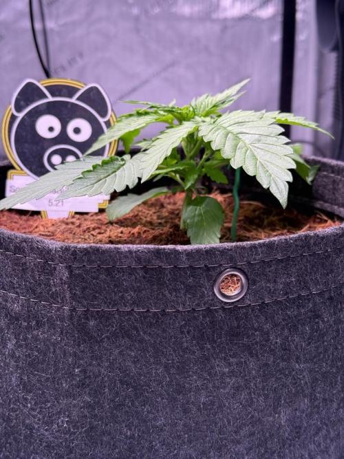 Sour HubbaBubba Haze-Mephisto Bonus. Week 3 - Day 17