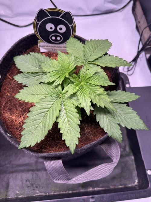 Sour HubbaBubba Haze-Mephisto Bonus. Week 3 - Day 18