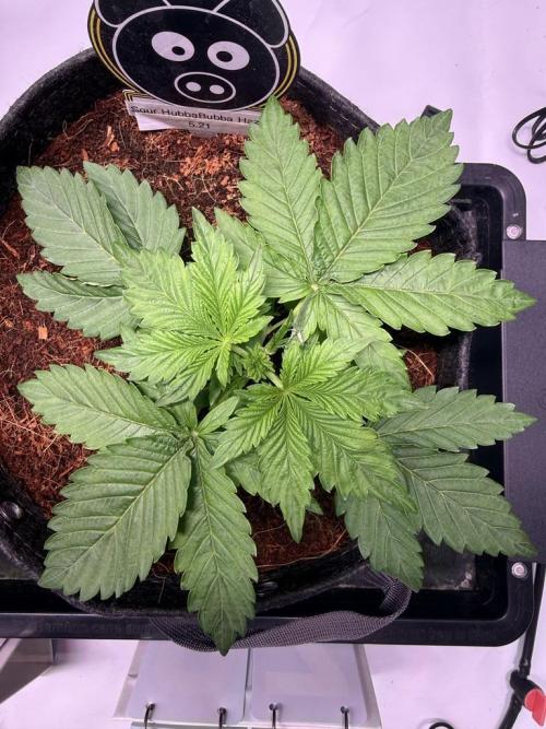 Sour HubbaBubba Haze-Mephisto Bonus. Week 3 - Day 18