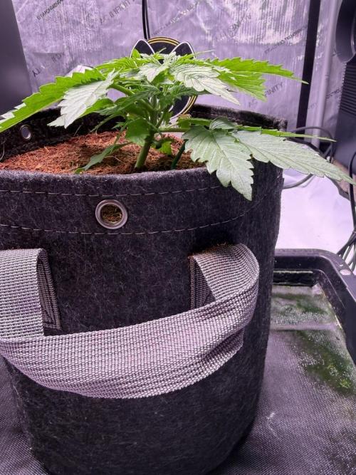 Sour HubbaBubba Haze-Mephisto Bonus. Week 3 - Day 18