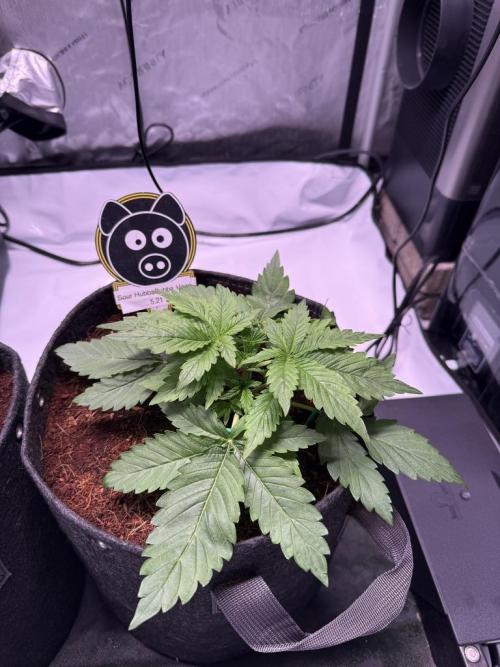 Sour HubbaBubba Haze-Mephisto Bonus. Week 3 - Day 19