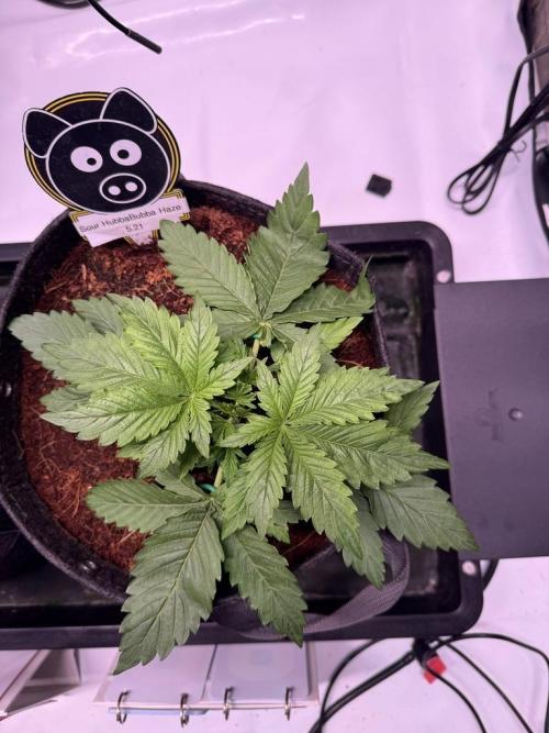 Sour HubbaBubba Haze-Mephisto Bonus. Week 3 - Day 19