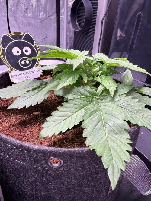 Sour HubbaBubba Haze-Mephisto Bonus. Week 3 - Day 19