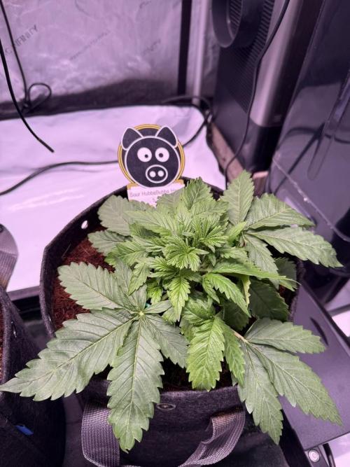 Sour HubbaBubba Haze-Mephisto Bonus. Week 3 - Day 20