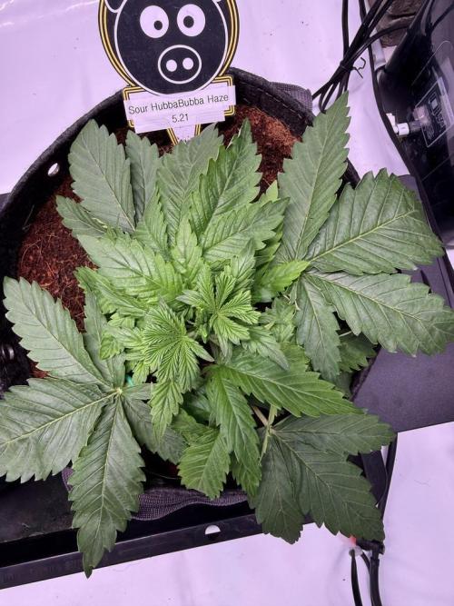 Sour HubbaBubba Haze-Mephisto Bonus. Week 3 - Day 20