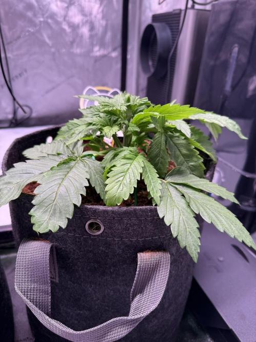 Sour HubbaBubba Haze-Mephisto Bonus. Week 3 - Day 20