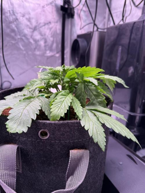 Sour HubbaBubba Haze-Mephisto Bonus. Week 3 - Day 20