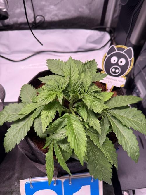 Sour HubbaBubba Haze-Mephisto Bonus. Week 3 - Day 21
