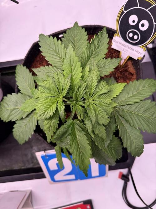 Sour HubbaBubba Haze-Mephisto Bonus. Week 3 - Day 21