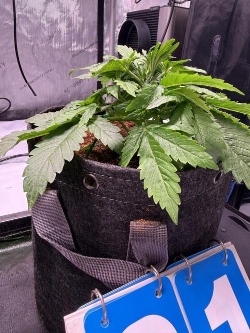 Sour HubbaBubba Haze-Mephisto Bonus. Week 3 - Day 21