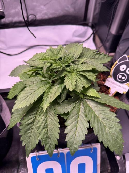 Sour HubbaBubba Haze-Mephisto Bonus. Week 4 - Day 22