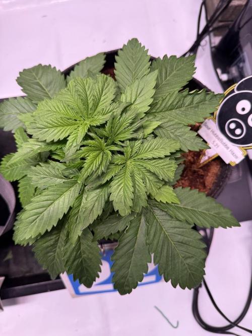 Sour HubbaBubba Haze-Mephisto Bonus. Week 4 - Day 22