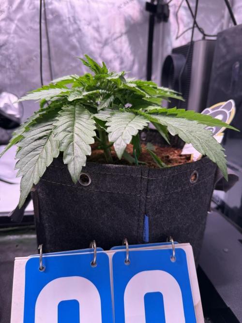 Sour HubbaBubba Haze-Mephisto Bonus. Week 4 - Day 22