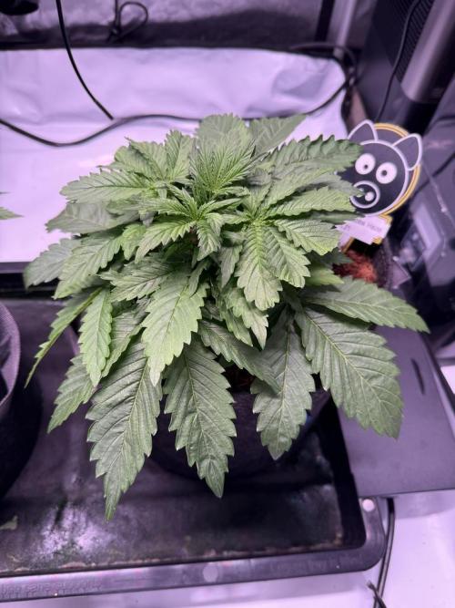 Sour HubbaBubba Haze-Mephisto Bonus. Week 4 - Day 23