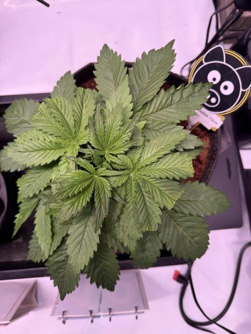 Sour HubbaBubba Haze-Mephisto Bonus. Week 4 - Day 23