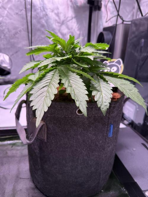 Sour HubbaBubba Haze-Mephisto Bonus. Week 4 - Day 23
