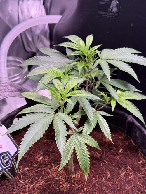 Blueberry Runtz-Clone. Week 2 - Day 13