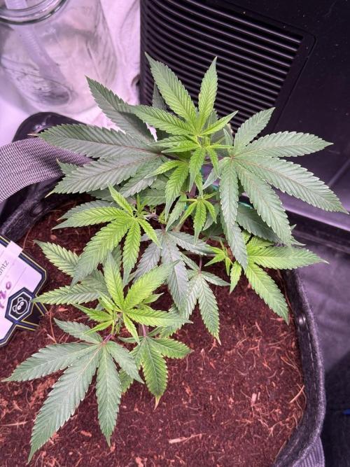 Blueberry Runtz-Clone. Week 2 - Day 13