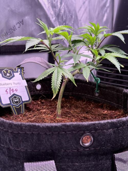 Blueberry Runtz-Clone. Week 2 - Day 13