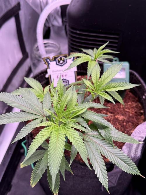 Blueberry Runtz-Clone. Week 2 - Day 14