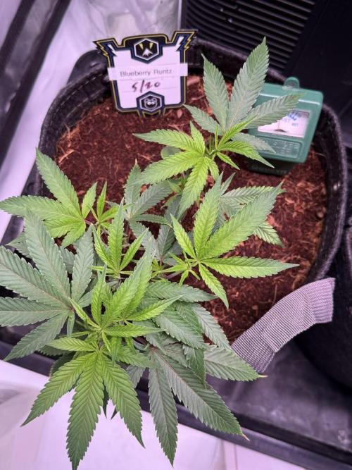 Blueberry Runtz-Clone. Week 2 - Day 14