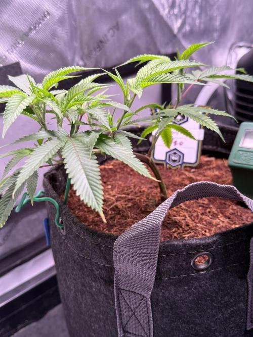 Blueberry Runtz-Clone. Week 2 - Day 14