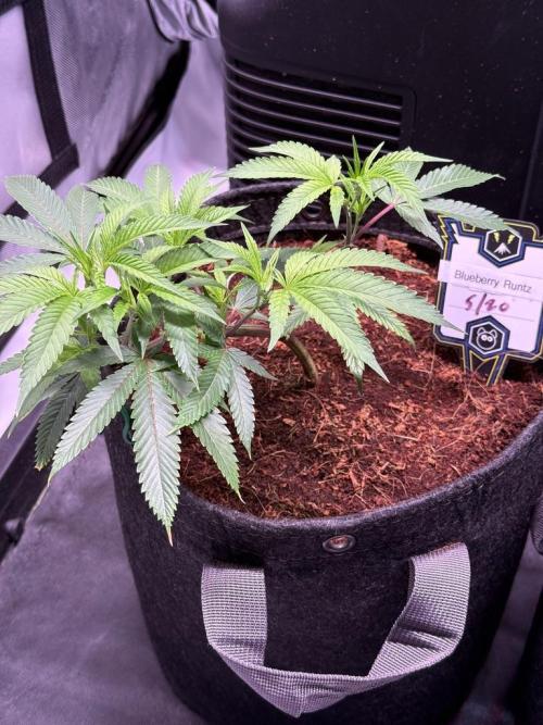 Blueberry Runtz-Clone. Week 3 - Day 15