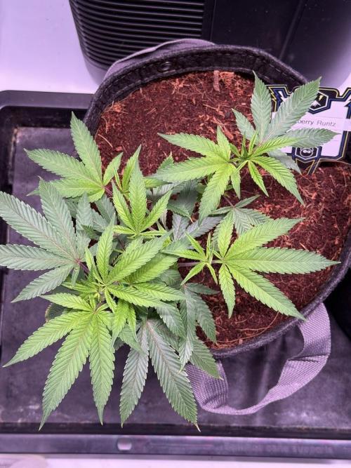 Blueberry Runtz-Clone. Week 3 - Day 15