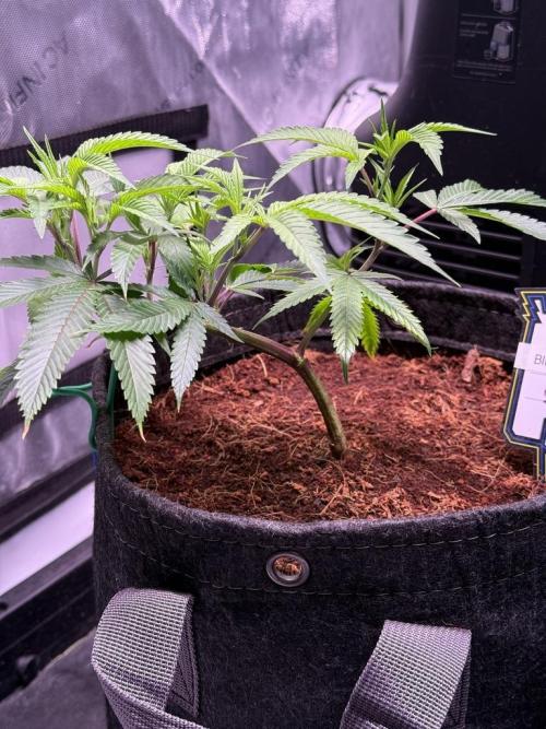 Blueberry Runtz-Clone. Week 3 - Day 15