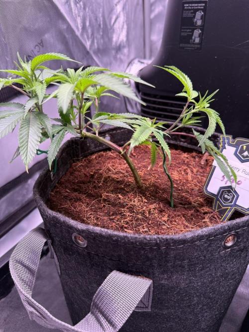 Blueberry Runtz-Clone. Week 3 - Day 15-After LST