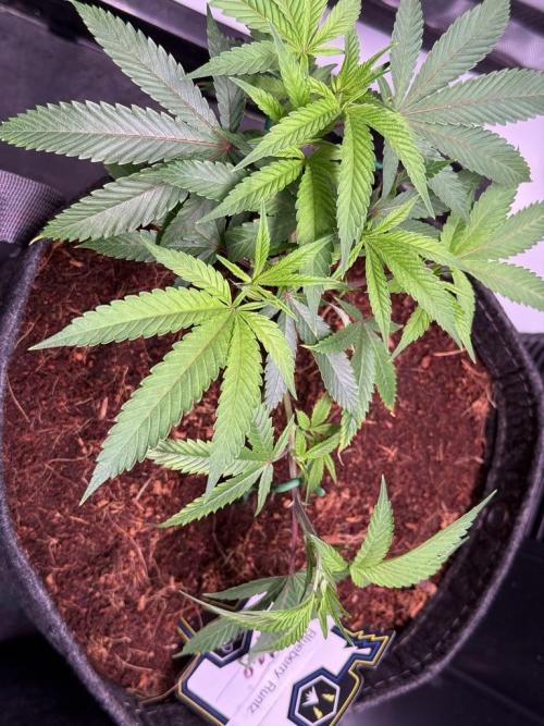 Blueberry Runtz-Clone. Week 3 - Day 15-after LST