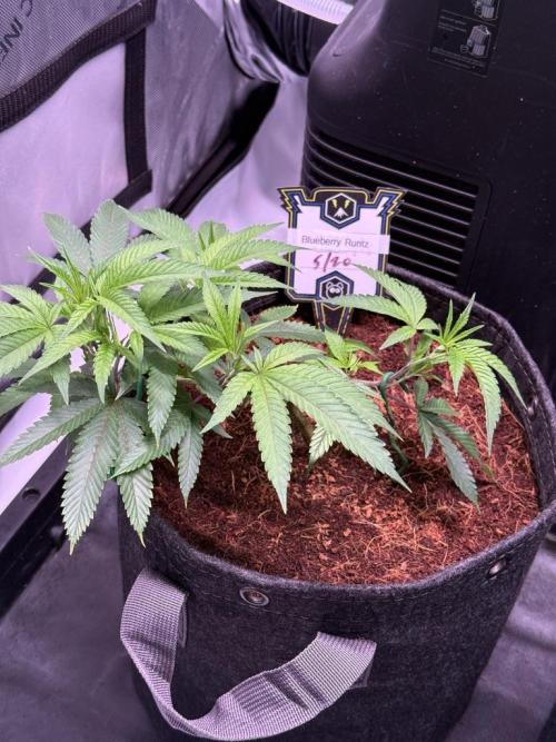 Blueberry Runtz-Clone. Week 3 - Day 16