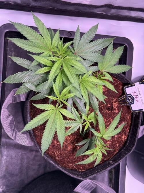 Blueberry Runtz-Clone. Week 3 - Day 16