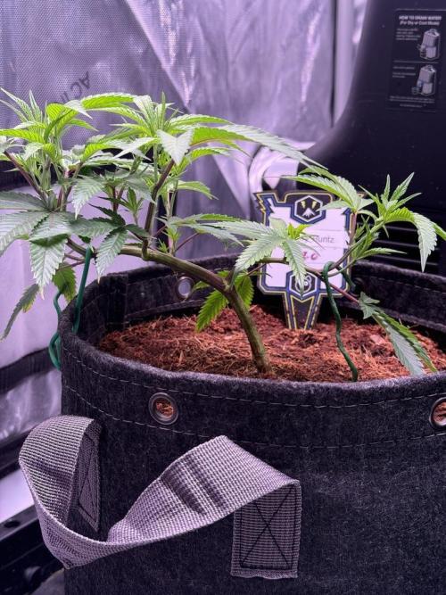 Blueberry Runtz-Clone. Week 3 - Day 16