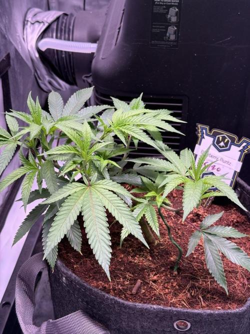 Blueberry Runtz-Clone. Week 3 - Day 17
