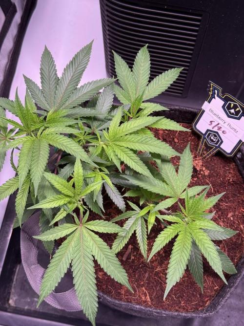 Blueberry Runtz-Clone. Week 3 - Day 17