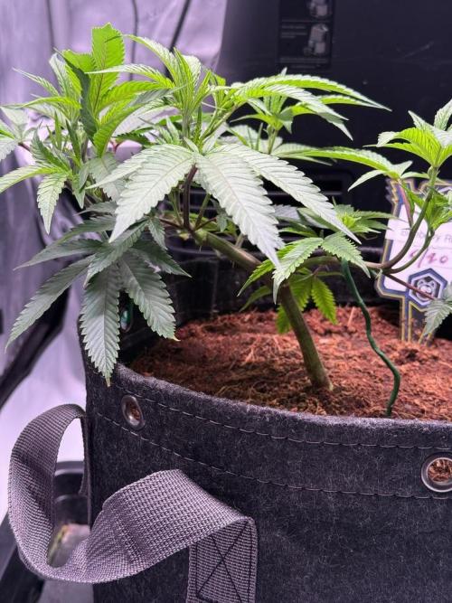 Blueberry Runtz-Clone. Week 3 - Day 17