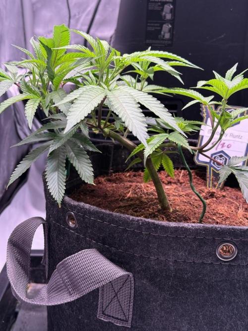 Blueberry Runtz-Clone. Week 3 - Day 17