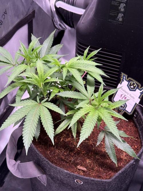 Blueberry Runtz-Clone. Week 3 - Day 18