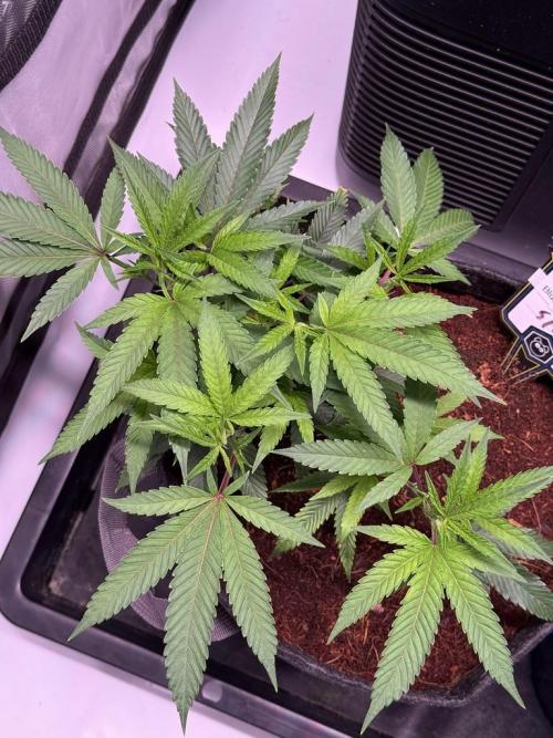 Blueberry Runtz-Clone. Week 3 - Day 18