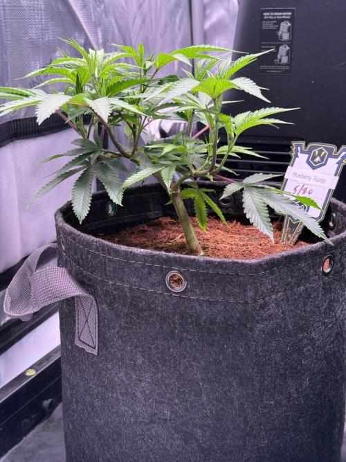 Blueberry Runtz-Clone. Week 3 - Day 18