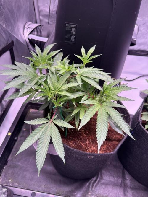 Blueberry Runtz-Clone. Week 3 - Day 19