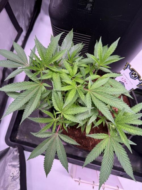 Blueberry Runtz-Clone. Week 3 - Day 19